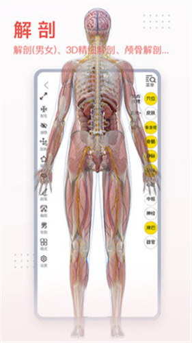 3dbody解剖截图2