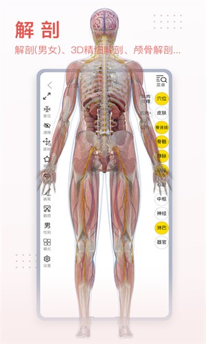 3DBody解剖截图2